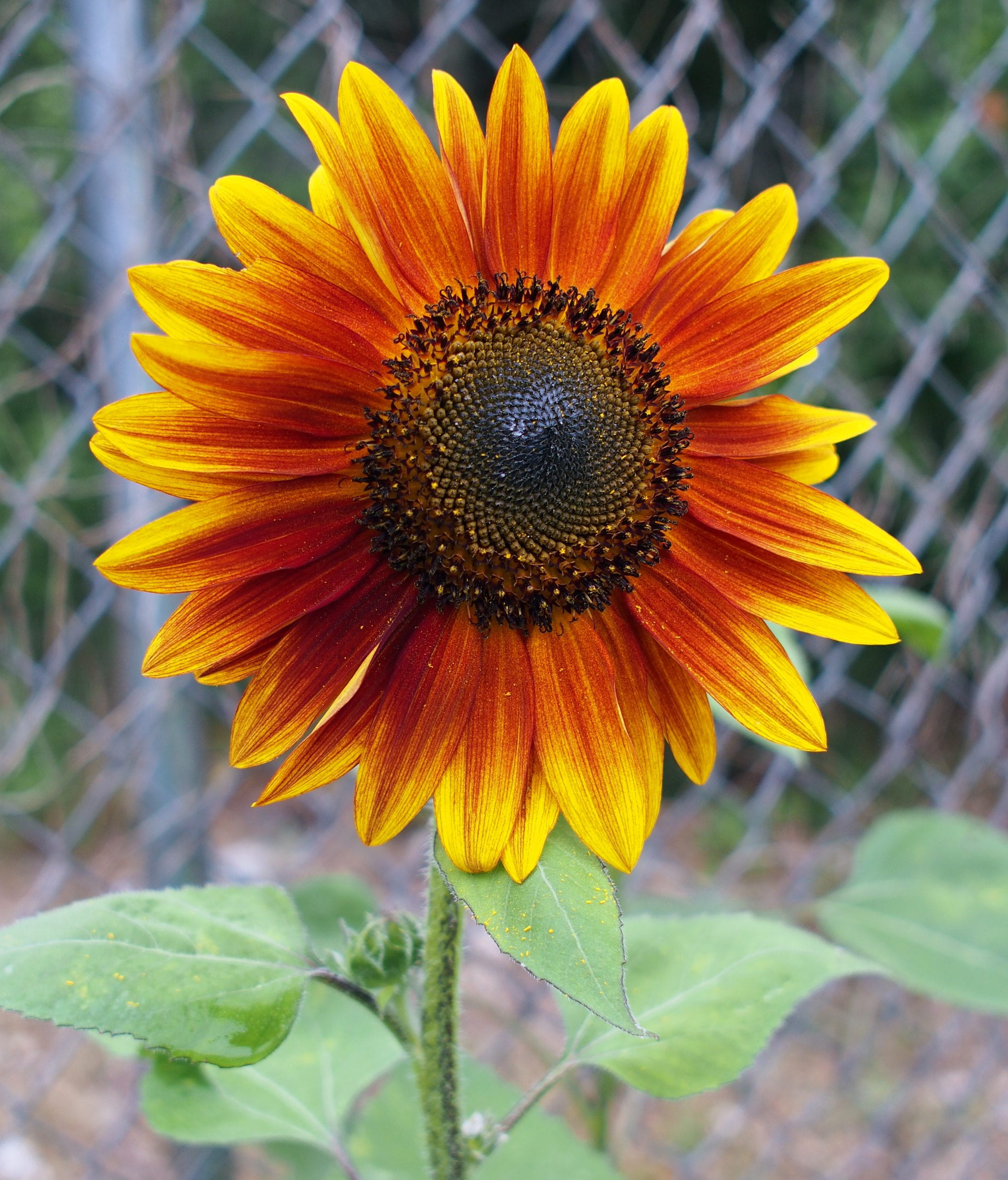 Why Are Sunflowers Different Colors